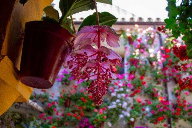 Visita Guiada Patios de Córdoba